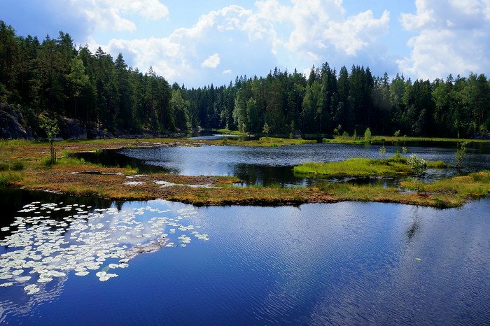 Scenic view of a lake in Nuuksio National Park, Finland, surrounded by dense green forest and dotted with lily pads under a bright blue sky with clouds, showcasing the park’s natural beauty and peaceful hiking environment near Helsinki