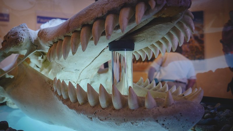 Close-up view of an orca skull at the Istmo Ameghino Interpretation Centre on Península Valdés, Argentina. The jaw is propped open to reveal the sharp teeth, giving visitors an up-close look at the powerful bite of this apex marine predator