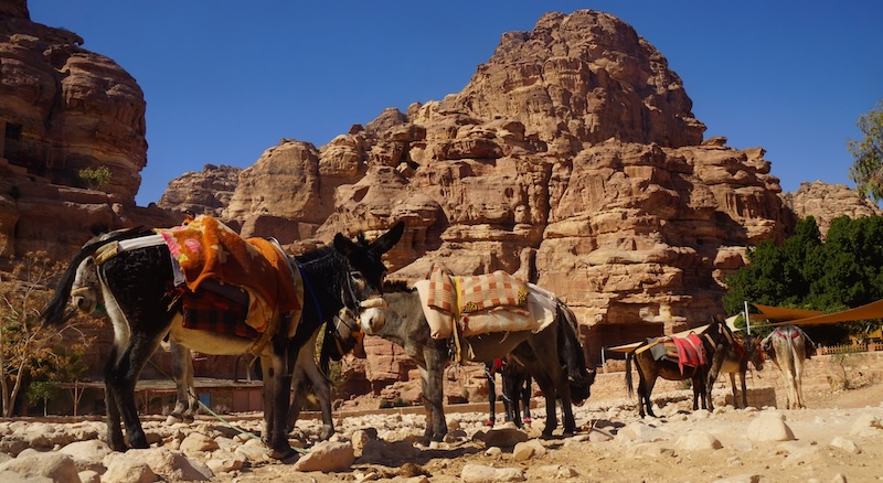 Pack mules posing at Petra, Jordan 