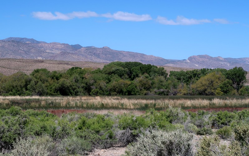 Pahranagat National Wildlife Refuge is a little oasis in the desert in Nevada State