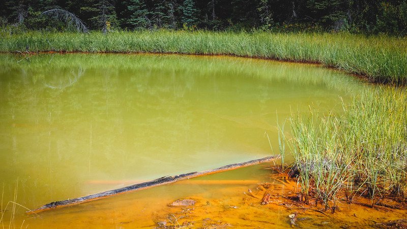 Vivid ochre-stained shoreline and emerald-green mineral pool at the Paint Pots in Kootenay National Park, surrounded by marsh grasses and forest, showcasing the unique iron-rich waters of the Canadian Rockies