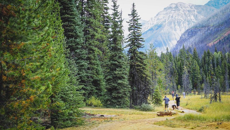 Hikers and a dog walking along a forested trail toward the Paint Pots in Kootenay National Park, surrounded by towering evergreen trees and dramatic mountain peaks in the Canadian Rockies