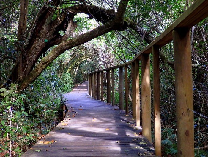 Path in the forest during a hike in South Africa 