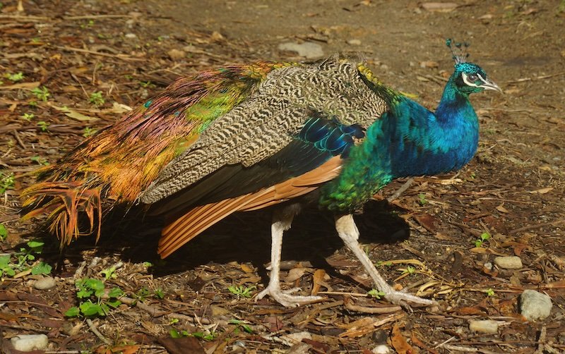A vibrant peacock displaying its iridescent blue and green plumage while walking along a forested path at Currumbin Wildlife Sanctuary on the Gold Coast, Australia