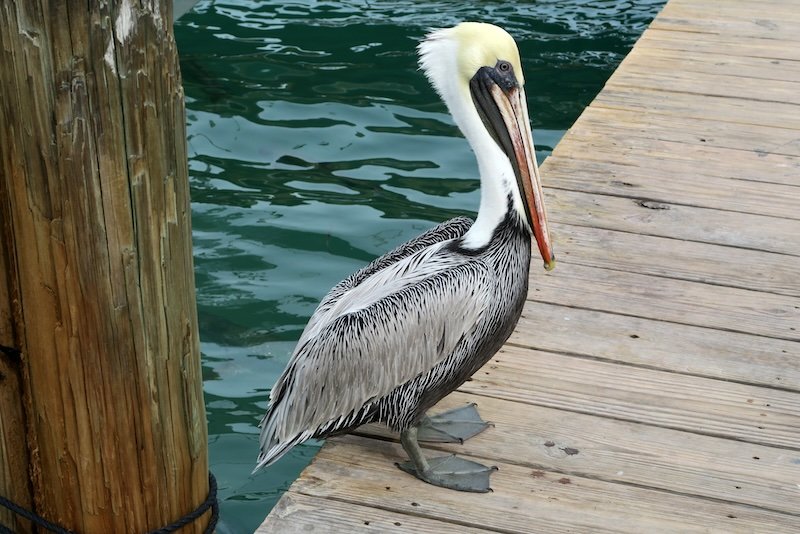 Pelican located in Key West, Florida as wildlife spotting in USA 