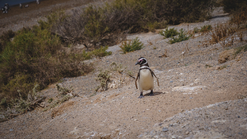 Penguins in Peninsula Valdes waddling and acting all cute in Patagonia, Argentina 