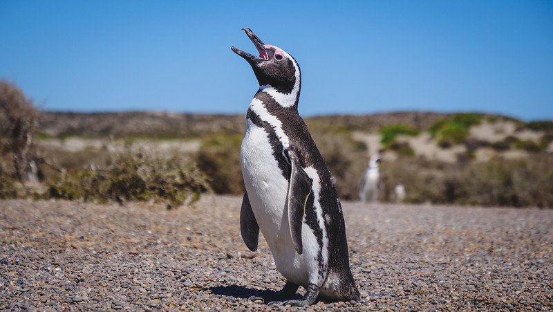 Magellanic penguin calling out under the bright blue sky in Peninsula Valdés, a top day trip wildlife experience near Puerto Madryn, Argentina