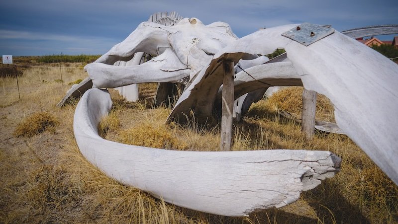 Massive whale bones displayed on the dry grasslands of Peninsula Valdés in Patagonia, Argentina, highlight the region’s strong connection to marine life and make this site a fascinating stop for travelers exploring Puerto Madryn and its surroundings