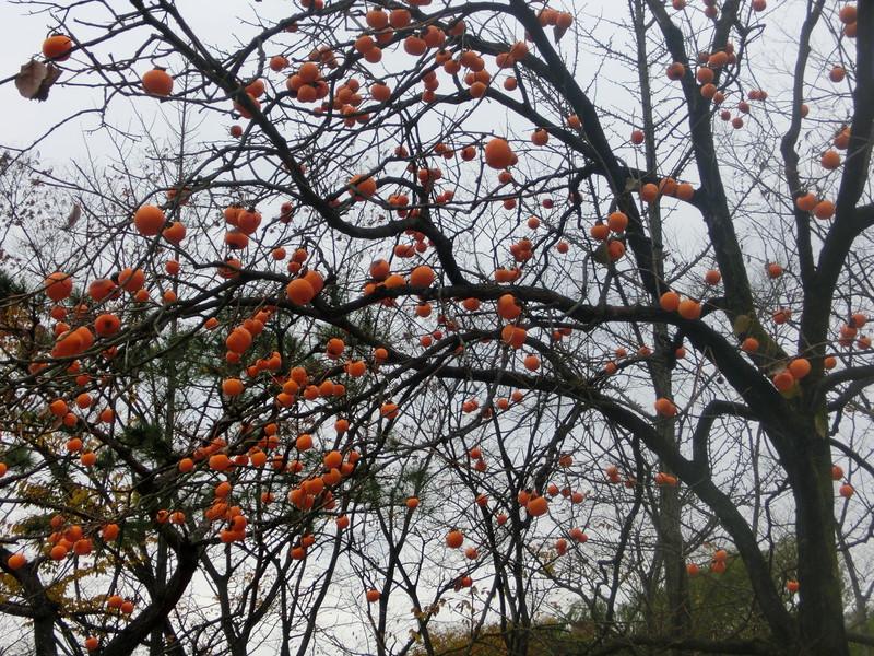 Persimmons on a tree in autumn at the Korean Folk Village, Korea are a true find for those seeking a unique experience in nature 