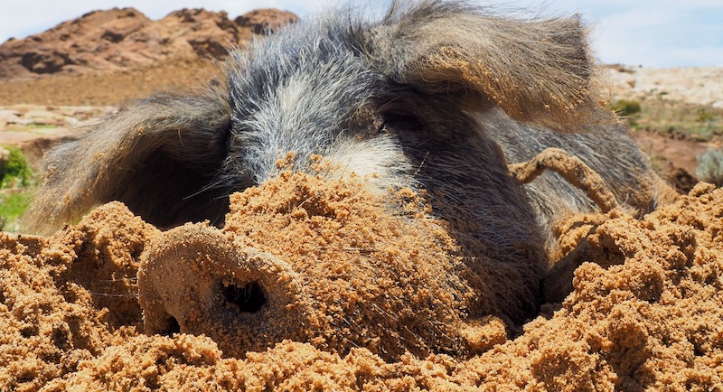 Pig cooling off in the dirt on Lake Titicaca, Bolivia Pig cooling off in the dirt on Lake Titicaca, Bolivia