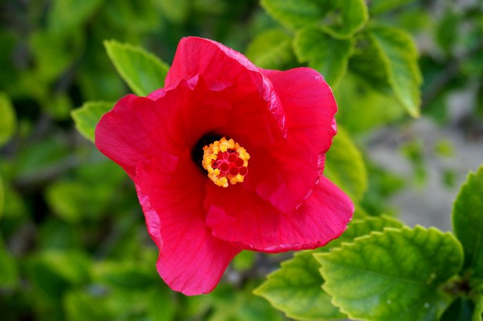 A vibrant pink Hibiscus flower with a bright yellow stamen blooms amid glossy green leaves, adding tropical colour and beauty to the gardens at Cayo Santa María, Cuba during a romantic honeymoon escape