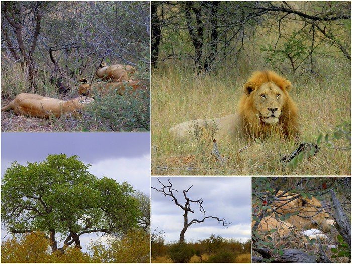 Pride of lions on safari in Kruger National Park in South Africa and other rugged scenes from our epic trip spotting wildlife 