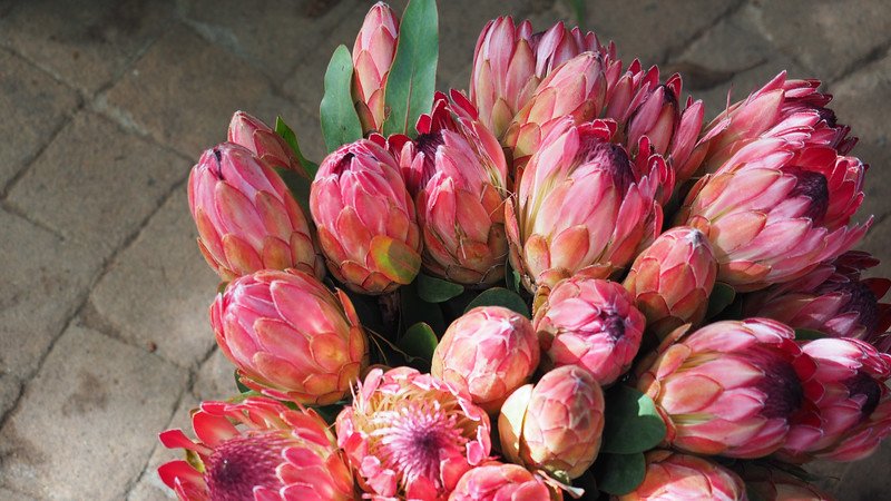 Proteas at Blaauwklippen Family Market in Stellenbosch, South Africa arranged beautifully and with such vibrant colours 