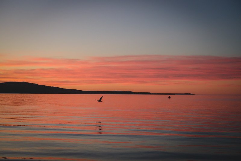 Dawn over the calm waters of Golfo Nuevo in Puerto Pirámides, Argentina, with a bird gliding across the glowing horizon. The sky is painted in vivid pinks and oranges, reflecting on the sea and creating a serene Patagonian sunrise scene filled with wildlife