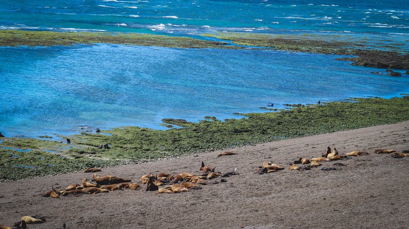 A large group of sea lions resting on the sandy shoreline at Punta Norte on Península Valdés, Argentina, with turquoise waters and patches of green algae in the background. This coastal viewpoint is one of the best places to observe marine wildlife in its natural habitat