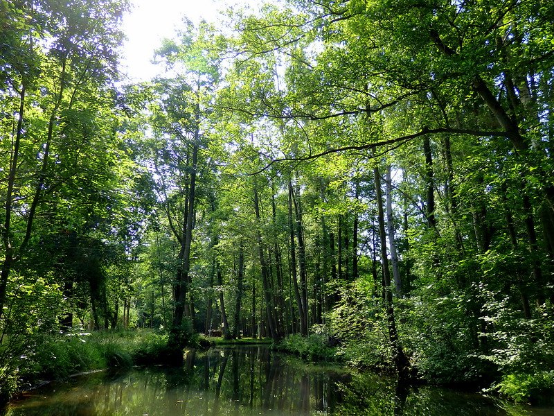 Punting through Spreewald, Germany with natural beauty and relaxation on offer