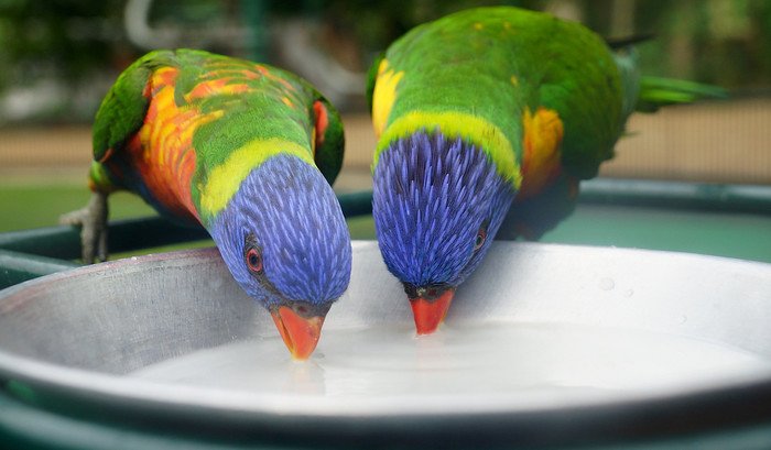 Two vibrant rainbow lorikeet parrots drinking nectar from a shallow dish at the Currumbin Wildlife Sanctuary on the Gold Coast, Australia, showing their vivid green wings, blue heads, and orange chests up close
