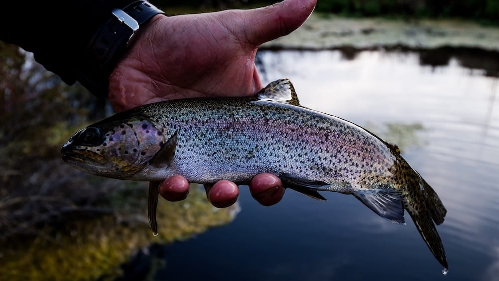 A freshly caught rainbow trout with iridescent silver scales and a dusty-rose lateral line is cradled in an angler's hand above a still river at Estancia Tecka, Chubut, Argentina. The shallow depth of field blurs the marshy Patagonian banks behind the fish.