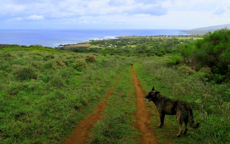 Rapa Nui hiking trails on Easter Island with local dog leading the way 