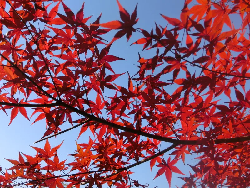 Red leaves in autumn that you can easily spot during Fall in Seoul, South Korea