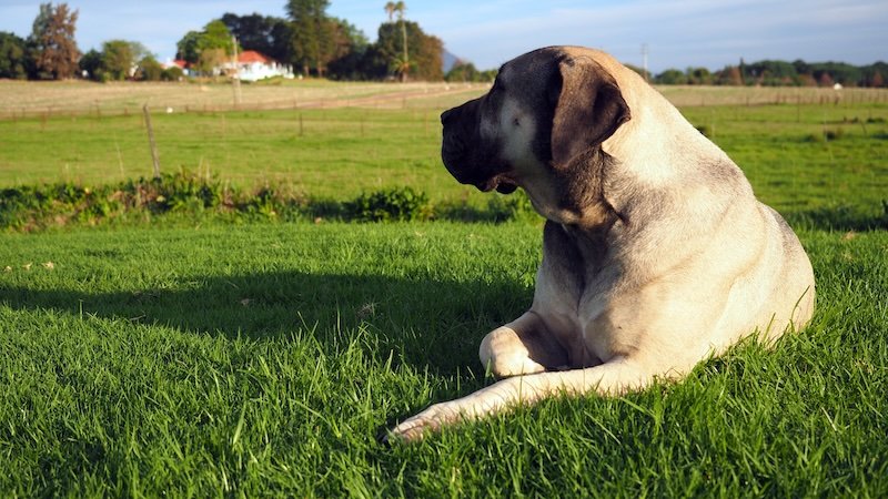Relaxed dog enjoying nice weather in Stellenbosch, South Africa 