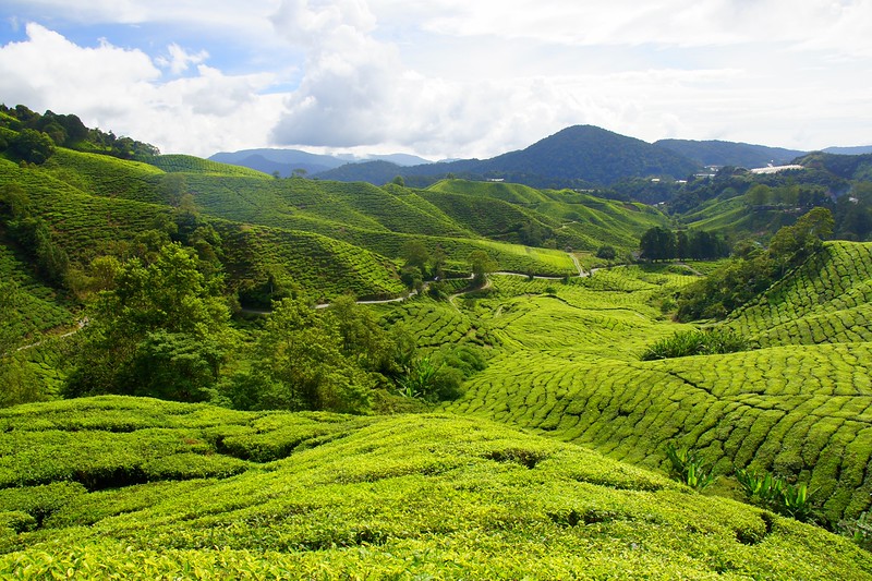 Relaxing in the scenic Cameron Highlands, Malaysia where you can find the Boh tea plantations offering epic views and a chill hillside escape