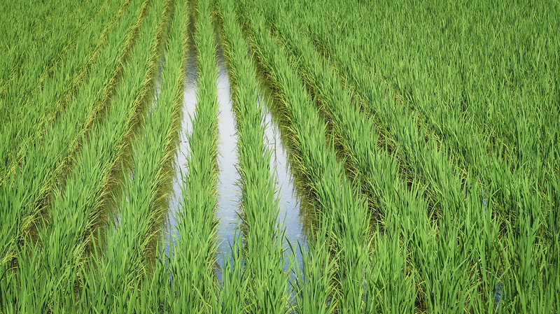 Rice fields in Shirakawa-go, Japan macro details of the irrigation system and water flooding the fields Rice fields in Shirakawa-go, Japan macro details of the irrigation system and water flooding the fields