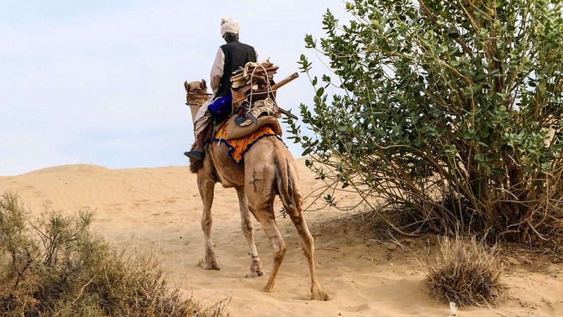 Riding camels in the Indian desert with a local man carrying supplies on its back in Rajasthan 