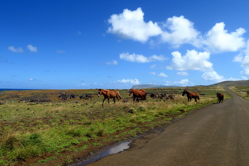 Road trip in Easter Island with wild horses crossing the road while on our road trip in Chile 