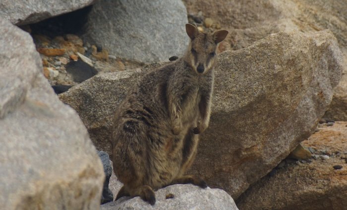 A shy rock wallaby perched on rugged granite boulders at Currumbin Wildlife Sanctuary on the Gold Coast, Australia, blending perfectly with its rocky surroundings