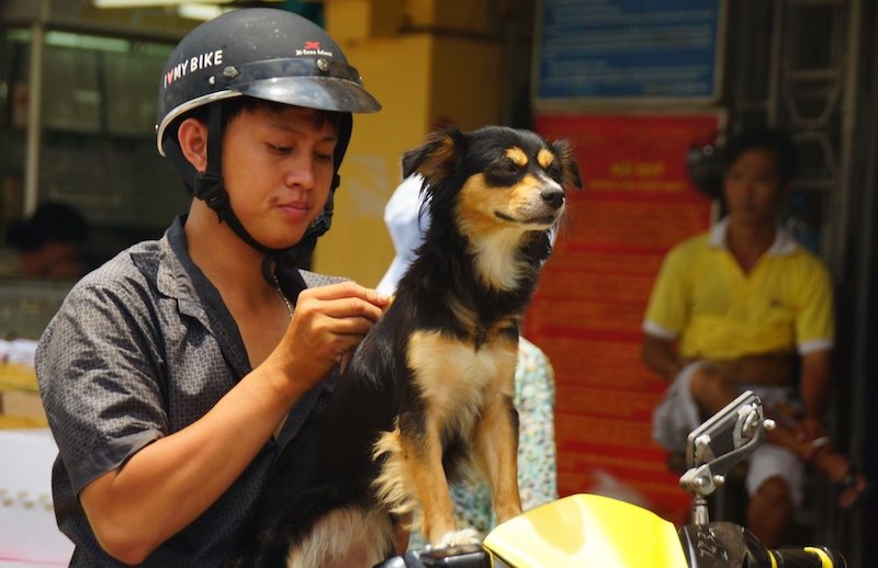 Local man wearing a helmet sitting on his motorbike in Saigon (Ho Chi Minh City), Vietnam, gently holding the leash of his small black and tan dog perched proudly on the scooter’s handlebars, with the dog calmly enjoying the bustling street scene around them