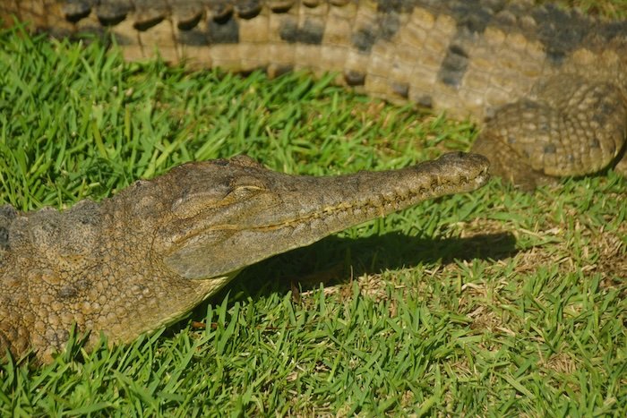 A Saltwater Crocodile basking in the sun on the grass, displaying its scaly textured skin and long narrow snout at Currumbin Wildlife Sanctuary on the Gold Coast, Australia