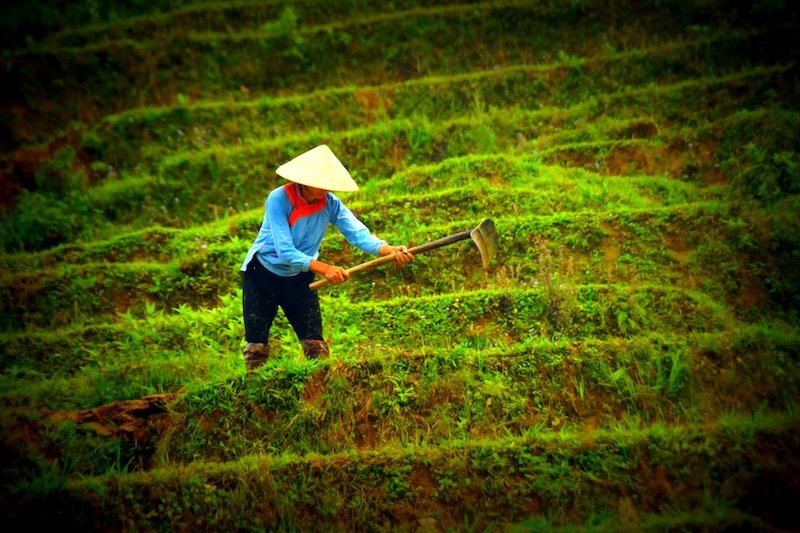Farmer wearing a traditional conical hat working on the lush green terraced rice fields of Sapa, Vietnam, using a hoe to tend the soil on a steep hillside