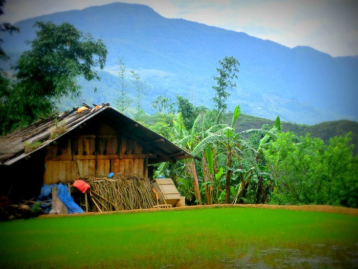 Rustic wooden house beside vibrant green rice paddies with tropical banana trees and misty mountains in the background in Sapa, Vietnam