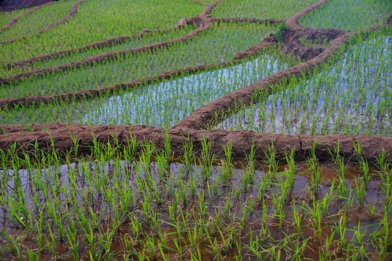 Close-up view of flooded rice paddies with young green shoots growing in terraced plots in Sapa, Vietnam, highlighting traditional rural farming landscapes along the trekking route