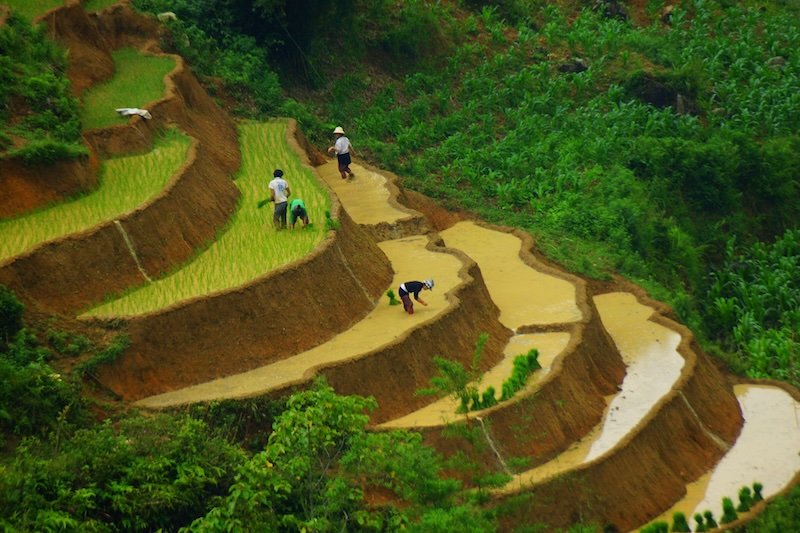 Farmers tending vibrant green rice seedlings on the layered terraces of Sapa, Vietnam, showcasing traditional hillside agriculture surrounded by lush vegetation