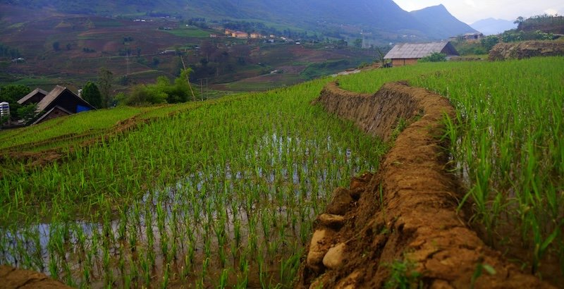 Lush green rice paddies filled with water on terraced farmland in rural Sapa, Vietnam, with traditional wooden houses and misty mountains in the background