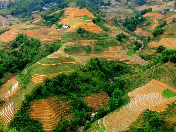 Aerial view of vibrant terraced rice fields carved into rolling green hills in Sapa, Vietnam, showcasing the intricate patterns of the paddies during the wet season