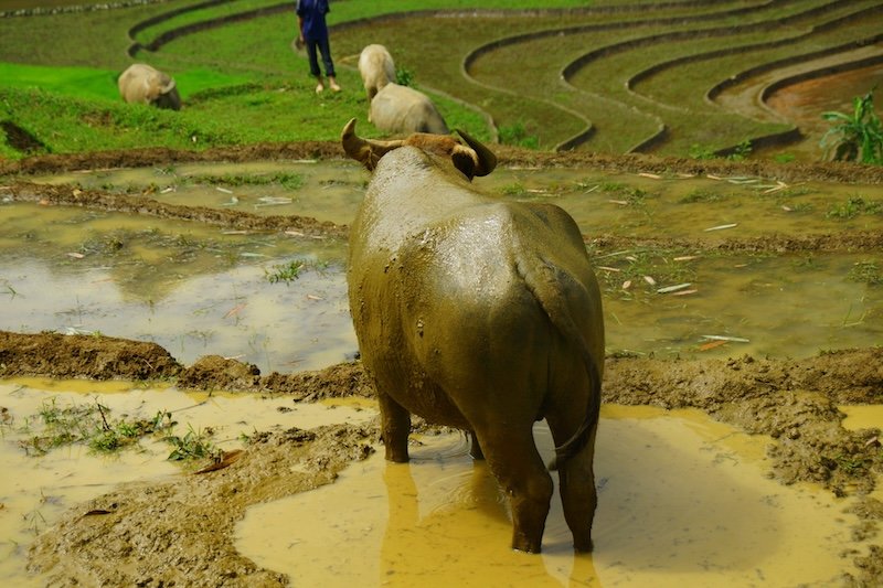 Water buffalo cooling off in a muddy puddle along the terraced rice fields of Sapa, Vietnam, with a farmer and other grazing buffalo in the background