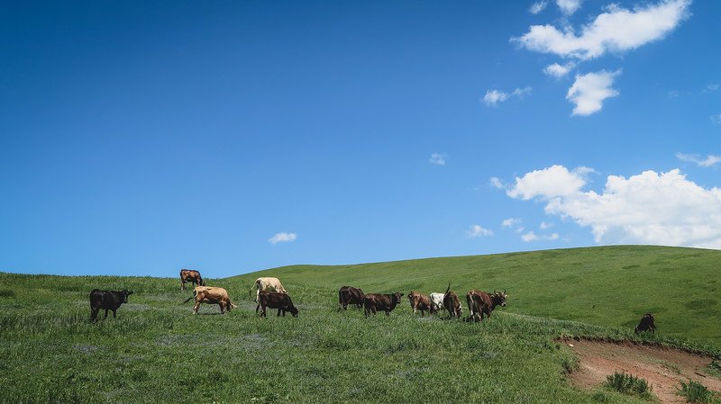 Scenery in Kyrgyzstan with grazing cattle and puffy clouds in the sky on our hike from Karakol 