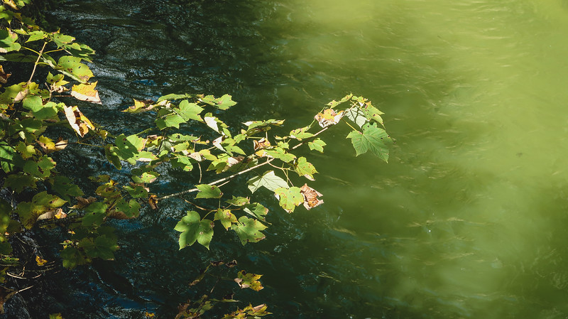 Scenes along Kaiserklamm with lush greenery reflecting in the water in Austria 