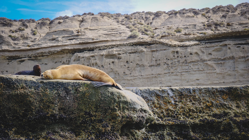 Sea lion lounging in Punta Piramide on rock formations bringing new meaning to chillaxing and taking it easy in Patagonia, Argentina 