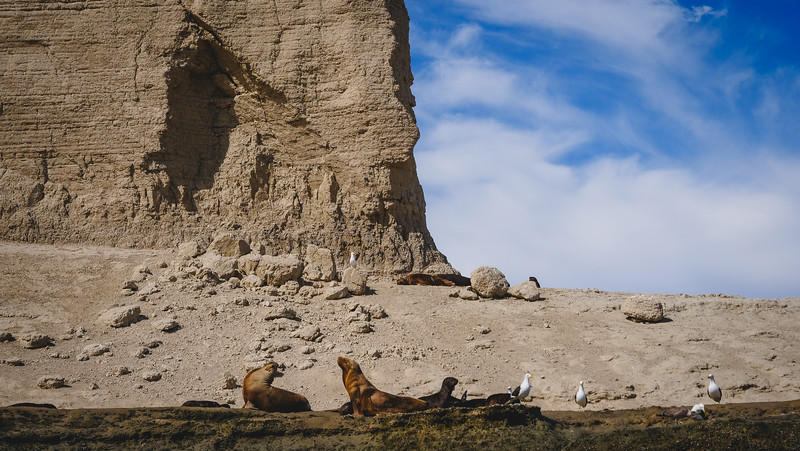 Sea lions in Peninsula Valdes stretching and posing in Argentina
