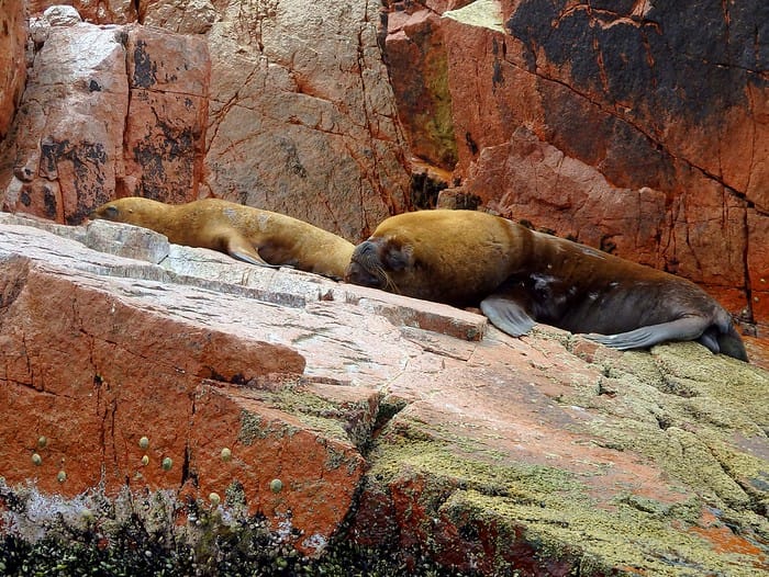 Sea lions lounging in the sun and always ready for a nap in Islas Ballestas, Peru