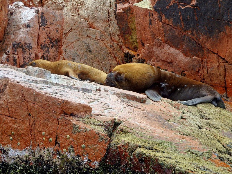 Sea lions lounging on the rocks in Islas Ballestas, Peru looking as comfortable as you can be in terms of wildlife we spotted on our boat tour