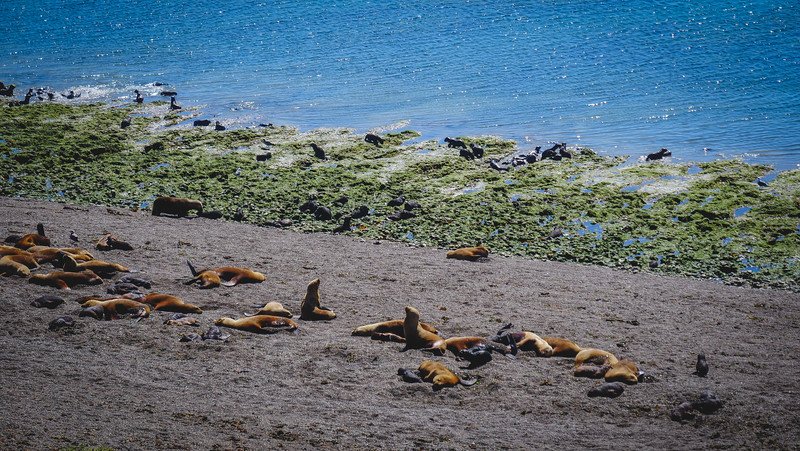 Sea lions basking on the beach along the shores of Peninsula Valdes near Puerto Madryn, Patagonia, Argentina. This UNESCO site is one of the best places to visit for wildlife viewing, with peak seasons for spotting marine life throughout the year