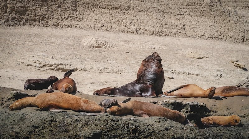 A group of South American sea lions basking on the rocky shores of Peninsula Valdés, Patagonia, Argentina, with one dominant male sea lion raising its head proudly, highlighting the region’s rich marine wildlife and UNESCO-protected ecosystem