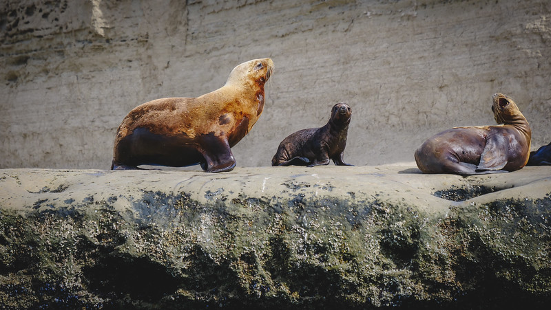Sea lions up close, personal and intimate views on the boat tour on Peninsula Valdes, Argentina