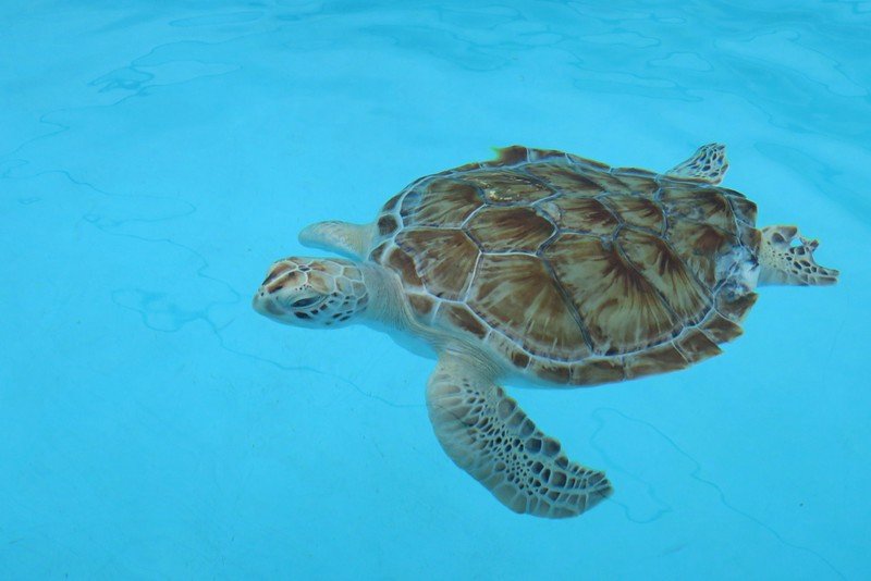 Sea turtle at the Sea Turtle Hospital swimming in the water macro details whilst visiting the Florida Keys