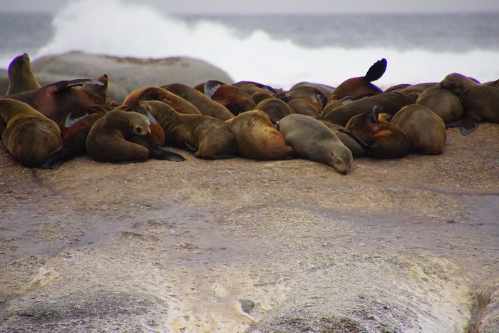 Seals lounging on Duiker Island in South Africa all clustered together with waves crashing in the background